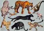  ambiguous_gender branch cheetah cougar domestic_cat felid feline felis feral gomalemo group hairless hairless_cat leopard leopardus lion mammal ocelot on_branch pantherine serval sphynx_(cat) tiger 