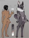  absurd_res ace_(claweddrip) alternate_species anthro balls black_hair canid canine claweddrip crotch_tuft dark_body dark_skin dragon ear_piercing erection fur furred_dragon furrification genitals grey_body grey_fur hair hi_res humanoid_genitalia humanoid_penis hybrid inner_ear_fluff male mammal mask model_sheet neck_tuft penis piercing solo standing tuft 