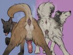  anatomically_correct anatomically_correct_anus anatomically_correct_genitalia anatomically_correct_penis anatomically_correct_pussy anus balls butt canid canine canis domestic_dog duo female feral genitals herding_dog hi_res husky knot looking_at_viewer male malinois_dog mammal musk nordic_sled_dog pastoral_dog penis presenting presenting_anus presenting_hindquarters pussy raised_tail sepulte sheepdog simple_background spitz tail 