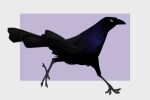  ambiguous_gender avian beak bird black_body black_feathers claws feathered_wings feathers feral grackle icterid iridescent iridescent_feathers oscine passerine simple_background solo tail_feathers walking wetchop wings yellow_eyes 