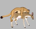  anus balls cervine cougar deer dewclaw_hooves doggystyle duo fallow_deer felid feline female female_penetrated feral feral_on_feral feral_penetrated feral_penetrating feral_penetrating_feral forced from_behind_position genitals grey_background hooves interspecies jeffusherb male male/female male_penetrating male_penetrating_female mammal nipples penetration penile_spines penis predator/prey predator_penetrating_prey pussy rape scut_tail sex short_tail simple_background tail vaginal vaginal_penetration 