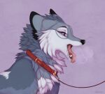  2023 a.o.kigahara ahegao aroused artist_name black_nose blue_eyes bodily_fluids bust_portrait canid canine canis collar colored detailed digital_drawing_(artwork) digital_media_(artwork) digital_painting_(artwork) eyebrows fangs female feral fur grey_body grey_fur hi_res leash line_art looking_at_viewer looking_pleasured mammal mouth_shot open_mouth portrait red_collar saliva saliva_on_tongue saliva_string shaded sharp_teeth signature simple_background solo taka_(artist) teeth tongue tongue_out white_body white_fur wolf 