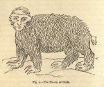  1870 19th_century 3_toes 4_legs ambiguous_gender ancient_art anonymous_artist black_and_white claws facial_hair feet feral fur humanoid_face mammal monochrome mustache pilosan short_tail simple_background sloth solo tail text toes tonsure wonders_of_acoustics xenarthran 