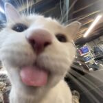  blep felid feline feral fluffy fur furniture male mammal photography_(artwork) real solo tongue tongue_out white_body white_fur 