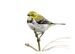  animal animal_focus avery_(aves) bird black-throated_green_warbler black_feathers feathers highres looking_at_viewer no_humans original photorealistic realistic signature simple_background stick traditional_media warbler_(bird) white_background white_feathers yellow_feathers 
