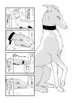  2023 ambiguous_gender canid canine canis collar comic dialogue digital_media_(artwork) domestic_dog doujinshi feral hi_res hunting_dog japanese_text ludek_(tsukune_minaga) lying male_(lore) mammal monochrome on_front quadruped sighthound solo speech_bubble text translation_request tsukune_minaga whippet 