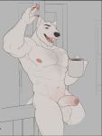  2023 anthro balls biped canid canine canis coffee_mug digital_drawing_(artwork) digital_media_(artwork) domestic_dog eyebrows fur genitals glans hi_res male mammal muscular muscular_anthro muscular_male nipples open_mouth penis solo teeth whireds white_body 