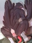  anus avian bird bodily_fluids butt corvid corvus_(genus) crow erection feathers genitals male nude oscine passerine penis rear_view solo sweat youzin 