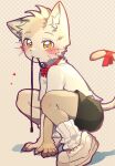  1boy all_fours animal_ear_fluff animal_ears blush cat_boy cat_ears cat_tail child commentary english_commentary fang furry furry_male grey_fur heart heart-shaped_pupils highres holding holding_leash leash looking_at_viewer male_focus mouth_hold original popokachip red_ribbon ribbon shirt short_hair shorts solo squatting symbol-shaped_pupils tail white_shirt yellow_eyes 