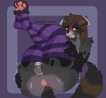  alain_the_raccoon_(softthaicat) anthro anus chastity_cage chastity_device clothing drawing_trans genitals legwear looking_away male mammal paws penis presenting presenting_anus presenting_penis procyonid raccoon shy solo thigh_highs 