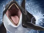  4:3 absurd_res ambiguous_gender black_body blue_eyes cetacean dolphin dorsal_fin feral fin fur glistening glistening_eyes hi_res imperatorcaesar mammal marine mouth_shot oceanic_dolphin open_mouth orca solo splash tan_teeth toothed_whale water white_body white_fur 
