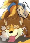  anthro ass_up barrel_(live_a_hero) breath brown_body brown_fur canid canine canis clothing fur japanese_text lifewonders live_a_hero looking_at_viewer male mammal muscular muscular_anthro muscular_male panting situkwiyd solo speedo swimwear text tongue tongue_out wolf yellow_eyes 