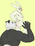  anal anthro balls bear beastars blush bodily_fluids cupcake2007 duo eyewear genitals giant_panda glasses gouhin_(beastars) hand_on_leg hand_on_thigh haru&#039;s_father_(beastars) hi_res interspecies lagomorph leporid licking looking_at_another looking_pleasured male male/male mammal mature_male muscular muscular_male oral rabbit rear_view rimming rimming_male sex sweat teeth tongue tongue_out 