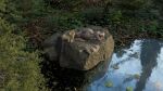  3d_(artwork) anthro argonian bethesda_softworks big_breasts bottomwear breasts butt clothing digital_media_(artwork) female forest grass hi_res horn justyschultz kia-ree_(ncs) leaf lily_pad nature nature_background nude plant pond reptile scales scalie sleeping solo solo_focus tail the_elder_scrolls topwear torn_clothing tree water 
