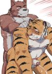  2023 absurd_res anthro balls blush bodily_fluids canid canine canis cum domestic_dog duo ejaculation felid genital_fluids genitals hi_res kemono male male/male mammal moobs musclegut nipples pantherine penis simple_background slightly_chubby tiger ujishiyo 