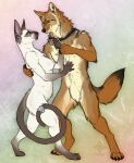  2016 4_toes 5_fingers abstract_background anthro blue_eyes breasts canid canine canis cedarwolf claws collar collar_only colored coyote cuff_(restraint) digital_drawing_(artwork) digital_media_(artwork) digitigrade dipstick_tail domestic_cat duo ear_piercing embrace eye_contact featureless_breasts featureless_crotch feet felid feline felis female finger_claws fingers full-length_portrait gloves_(marking) kojote leg_markings looking_at_another male male/female mammal markings meezer nude piercing portrait prick_ears restraints siamese signature socks_(marking) tail tail_cuff tail_markings toe_claws toes whiskers yellow_eyes 