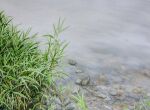  day grass highres naoy_watercolor no_humans original painting_(medium) pebble plant realistic reflection reflective_water still_life tall_grass traditional_media water watercolor_(medium) 