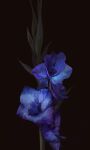  black_background flower flower_focus ibuki_satsuki no_humans original purple_flower still_life 
