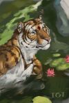  2018 anthro detailed_background digital_media_(artwork) felid flower fur hi_res lily_pad male mammal nude outside pantherine partially_submerged plant portrait rock simple_background solo stripes swimming tagme tgt1512 tiger water water_lily white_body white_fur 