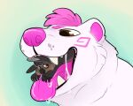  ambiguous_gender bear bodily_fluids brown_body brown_fur bryn_(polar_bear) drooling duo fur hair hi_res kaiizree korwin mammal micro nude open_mouth oral_vore polar_bear saliva saliva_string simple_background teeth tongue tongue_out ursine vore 