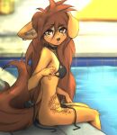  2023 anthro apogee_(tinygaypirate) bikini breasts canid canine canis clothed clothing digital_media_(artwork) domestic_dog female female_anthro floppy_ears fur hair hi_res kemono long_hair looking_at_viewer mammal piercing sitting small_breasts solo spitz swimming_pool swimwear tattoo tinygaypirate untied_bikini 
