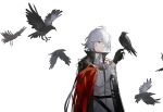  1boy animal arknights bird bird_on_hand black_cape black_gloves cape closed_mouth commentary_request ear_piercing gloves grey_hair hair_over_one_eye hand_up highres long_sleeves looking_at_viewer male_focus partially_fingerless_gloves piercing pointy_ears puffy_long_sleeves puffy_sleeves qunai red_eyes sanguinarch_(arknights) shirt simple_background solo upper_body white_background white_shirt 