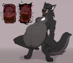  absurd_res anthro belly big_belly canid canine canis digestion domestic_dog fur hi_res husky hybrid male mammal nordic_sled_dog onomatopoeia oral_vore redem0n rumbling_stomach simple_background solo sound_effects spitz text videlthewusky vore wolf wolfdog ych_(character) 