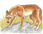  all_fours ambiguous_gender brown_eyes canid canine canis coyote dragoness31 feral fur mammal orange_body orange_fur outside rock side_view solo 