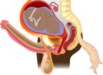  alpha_channel ambiguous_gender amniotic_sac anatomical_diagram anatomy anatomy_chart anatomy_reference animal_genitalia animal_penis anthro anus balls big_balls bladder bone brown_body brown_fur cervix chart cross_section detailed digital_drawing_(artwork) digital_media_(artwork) duo equid equine equine_genitalia equine_penis erection fetus fk2169 flared_penis fur genitals herm hi_res horse intersex maleherm mammal medial_ring organs ovaries penis placenta pregnant prostate pussy reproductive_anatomy science_fiction simple_background spine tail transparent_background umbilical_cord urethra uterus vertebrae white_tail 