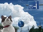  2023 black_body black_fur cloud collar dated domestic_cat duo felid feline felis feral fur japanese_text mammal matataku open_mouth outside signature sky solo_focus text whiskers white_body white_cat_(taku) white_fur 