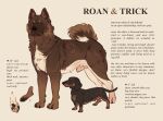  akita american_akita animal_genitalia canid canine canis dachshund domestic_dog duo english_text feral fully_sheathed genitals hi_res hunting_dog male mammal model_sheet nonbinary_(lore) sheath size_difference spitz text wolfknots 
