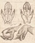  4_fingers anatomy anthro bone cloven_hooves deer diagram fingers graphite_(artwork) hi_res high-angle_view hooved_fingers hooves internal mammal model_sheet multiple_poses paws pose russell_tuller side_view signature sketch traditional_media_(artwork) view_from_below 