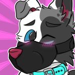  anthro blush canid canine canis collar domestic_dog floppy_ears foxyroxford gordiethecollie hi_res male mammal muzzle_(object) muzzled solo 