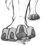  1:1 2013 anthro barefoot canid canine canis claws close-up domestic_dog duo feet female foot_crush foot_focus fur german_shepherd greyscale hair hera_(hera) herding_dog larger_female macro male mammal monochrome nommz pastoral_dog pawpads paws paws_only simple_background size_difference smaller_male stomping tail toe_claws toes white_background 