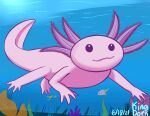  2021 4_fingers absurd_res ambiguous_gender amphibian artist_name axolotl day detailed detailed_background digital_media_(artwork) feral fingers hi_res kingdorkster looking_away marine mole_salamander outside paws pink_body quadruped salamander_(amphibian) signature solo swimming underwater water 