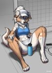  anthro australian_shepherd blue_eyes bottle canid canine canis clothed clothing container domestic_dog female foxovh fur hair hat headgear headwear herding_dog hi_res looking_at_viewer mammal multicolored_body multicolored_fur pastoral_dog racket senip sheepdog solo water_bottle white_hair 