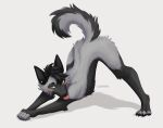  anthro ass_up bedroom_eyes bent_over black_body black_fur black_hair blep blush butt canid canine ear_piercing ear_ring fluffy fluffy_tail fox fur green_eyes grey_body grey_fur hair hi_res jack-o&#039;_pose looking_aside luddiarts male mammal meme_pose narrowed_eyes nigel_morgan nude outstretched_arms piercing pose raised_tail red_fox ring_piercing seductive shaded shy silver_fox simple_background skinny solo spread_legs spreading stretching submissive submissive_male tail tongue tongue_out white_background 