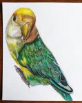  animal bird colored_pencil_(medium) highres looking_at_viewer nakanaori31 no_humans original photo_(medium) realistic still_life traditional_media white_background 