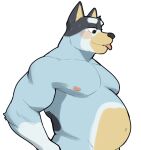  anthro australian_cattle_dog bandit_heeler biceps black_body black_fur blep blue_body blue_fur bluey_(series) blush canid canine canis cattledog domestic_dog fur hand_on_hip herding_dog hi_res jrjresq male mammal musclegut nipples nude pastoral_dog pecs simple_background solo tongue tongue_out yellow_body yellow_fur 