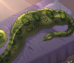 absurd_res ambiguous_gender ambiguous_pred apode bed bedding blanket bulge digital_media_(artwork) feral feral_pred fully_inside furniture green_body green_scales hi_res legless lying oral_vore pillow reptile rupie_(artist) scales scalie serpentine snake vore 