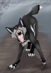  attack canid canine canis feral hi_res male mammal open_mouth sketch solo tongue wolf zhekathewolf ztw2023 