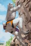  anthro balls bear blue_eyes butt claws climbing exhibitionism fur genitals harness harness_only hi_res juiceps male mammal penis polar_bear solo toe_claws ursine white_body white_fur 