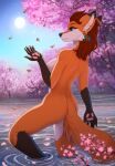  anthro black_nose blue_eyes breasts brown_hair butt canid canine cherry_blossom dipstick_ears ear_piercing eyebrows eyelashes feather_earring female fox fur gloves_(marking) hair hi_res ketty leg_markings mammal markings multicolored_ears nude orange_body orange_fur outside pawpads piercing plant red_fox samantha_(syronck01) short_hair shoulder_tuft side_boob socks_(marking) solo tuft water white_body white_fur 