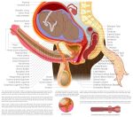  alpha_channel ambiguous_gender amniotic_sac anatomical_diagram anatomy anatomy_chart anatomy_reference animal_genitalia animal_penis anthro anus balls big_balls bladder bone brown_body brown_fur cervix chart cross_section detailed digital_drawing_(artwork) digital_media_(artwork) duo equid equine equine_genitalia equine_penis erection fetus fk2169 flared_penis fur genitals herm hi_res horse intersex label maleherm mammal medial_ring organs ovaries penis placenta pregnant prostate pussy reproductive_anatomy science_fiction simple_background spine tail transparent_background umbilical_cord urethra uterus vertebrae white_tail 