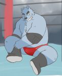  2023 anthro belly canid canine canis clothing domestic_dog fighting_ring inuryu kemono male mammal overweight overweight_male sitting solo underwear 