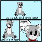  1:1 2020 3_panel_comic anthro black_nose black_pawpads blep bodily_fluids border broitscody brown_eyes canid canine canis chest_tuft cody_(broitscody) collar comic domestic_dog english_text floppy_ears fur grey_body grey_fur grey_hair grey_tail hair hi_res husky looking_at_viewer male mammal monotone_ears monotone_hair multicolored_body multicolored_fur nervous nordic_sled_dog pawpads solo spitz sweat tail text thought_bubble tongue tongue_out tuft two_tone_body two_tone_fur two_tone_tail watermark white_body white_border white_ears white_fur white_tail 