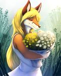  absurd_res anthro brown_ears brown_nose canid canine clothed clothing dress eyes_closed female flower fox fur hair half-length_portrait hi_res holding_flower holding_object kuttoyaki long_hair mammal mouth_closed orange_body orange_fur outside plant portrait solo standing white_body white_clothing white_dress white_flower white_fur yellow_flower 