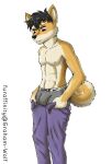  absurd_res anthro athletic black_hair blue_eyes blush blush_lines bottomwear bulge canid canine canis clothing curled_tail denim denim_clothing domestic_dog fur graham_(artist) hair hi_res jeans male mammal meme neck_tuft nike open_mouth pants putting_on_clothes shiba_inu solo spitz surprised_expression tight_pants_(meme) tuft underwear white_body white_fur yellow_body yellow_fur 