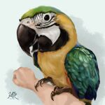  1other animal animal_focus animal_on_arm artist_logo artist_name bird bird_on_arm black_eyes blue-and-yellow_macaw claws clenched_hand commentary_request highres looking_at_viewer macaw open_mouth original parrot pet pov pov_hands procreate_(medium) realistic simple_background solo_focus tienai white_background 
