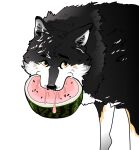 2019 alpha_channel black_eyebrows bust_portrait canid canine canis countershade_face countershade_torso countershading digital_media_(artwork) digital_painting_(artwork) eyebrows facial_markings feral fluffy food fruit head_markings hi_res holding_food holding_object looking_at_viewer male mammal markings melon mouth_hold plant portrait sericis simple_background solo transparent_background watermelon watermelon_slice wolf yellow_eyes 